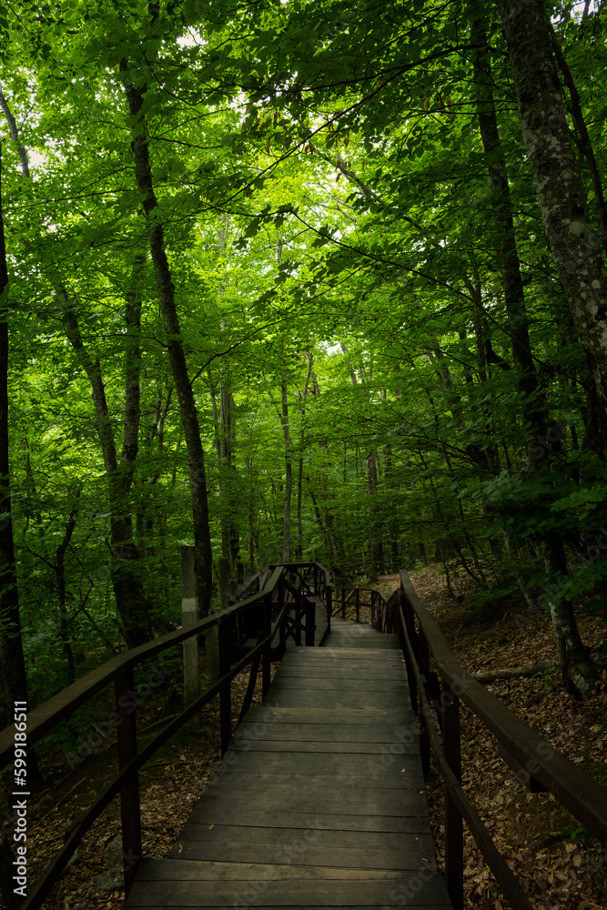 Obraz premium Forest stairs walk. A green dense summer forest without people. A journey to an unknown place. The concept of adventure, exploration. Wooden staircase for nature walks. A fabulous place. summer time