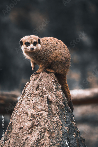 meerkat on guard