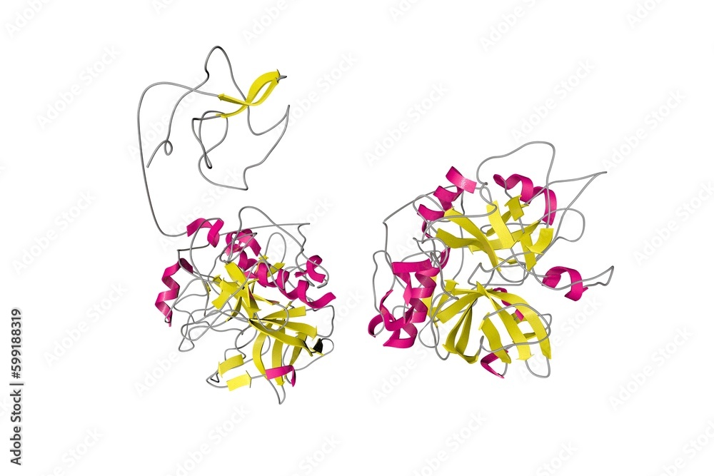 Human recombinant Gla-domainless prothrombin mutant. Ribbons diagram in secondary structure coloring based on protein data bank entry 4hzh. Scientific background. 3d illustration