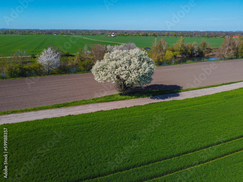 white blossom tree in a field