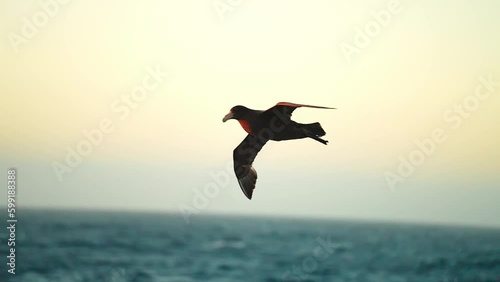Closeup Of A Southern Giant Petrel Effortlessly Gliding Over The Antarctic Ocean At Sunset. slow motion