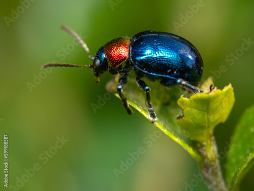 Blue Milkweed Beetle