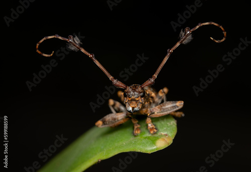 Fotografía Flat Faced Longhorn Beetle