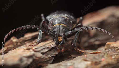 Longhorn beetle portrait