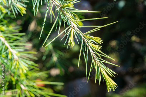 Branch of a cedar tree with old and new needles