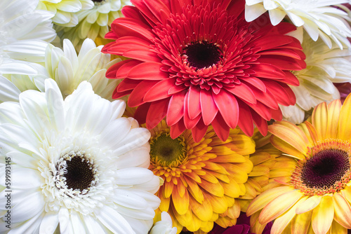 A bouquet of Gerbera (Transvaal daisy) flowers with varied colors - red, white and yellow photo