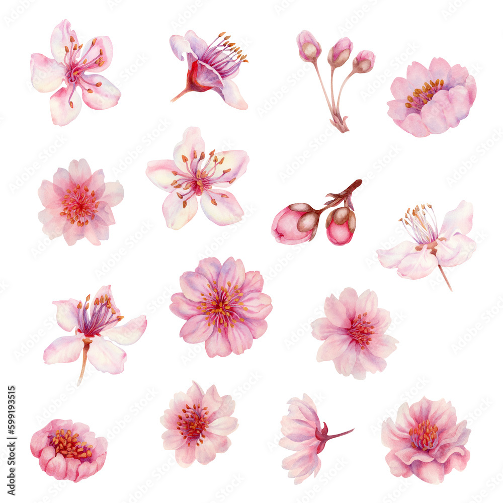 Watercolor spring sakura flowers, japanese cherry. Illustration of blooming realistic rose petals, flowers, branches, cherry leaves. Elements isolated on white background