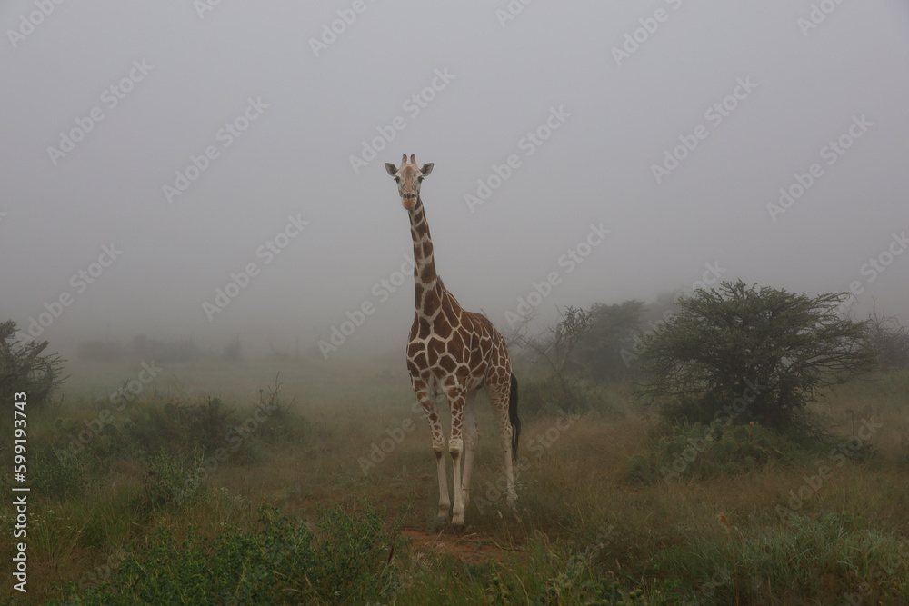 Obraz premium giraffe in the savannah