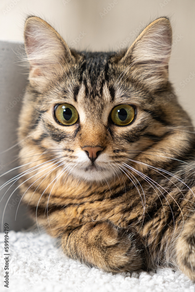 Portrait of a striped fluffy cat looking at a camera indoors Portrait of a striped fluffy cat looking at a camera indoors