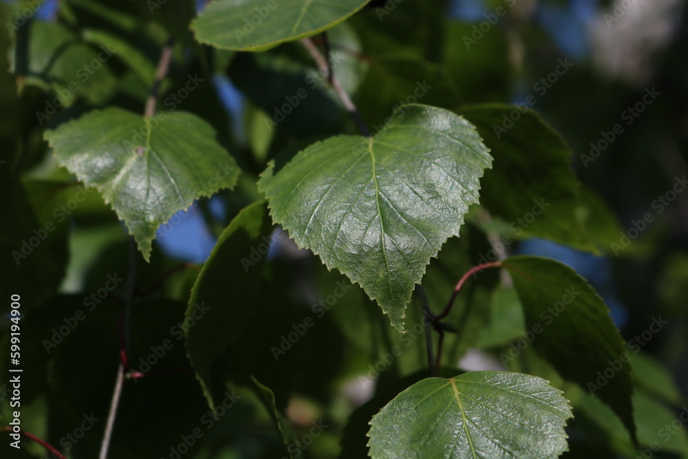 Blurred summer green background, birch branches and leaves in the park Blurred summer green background, birch branches and leaves in the park