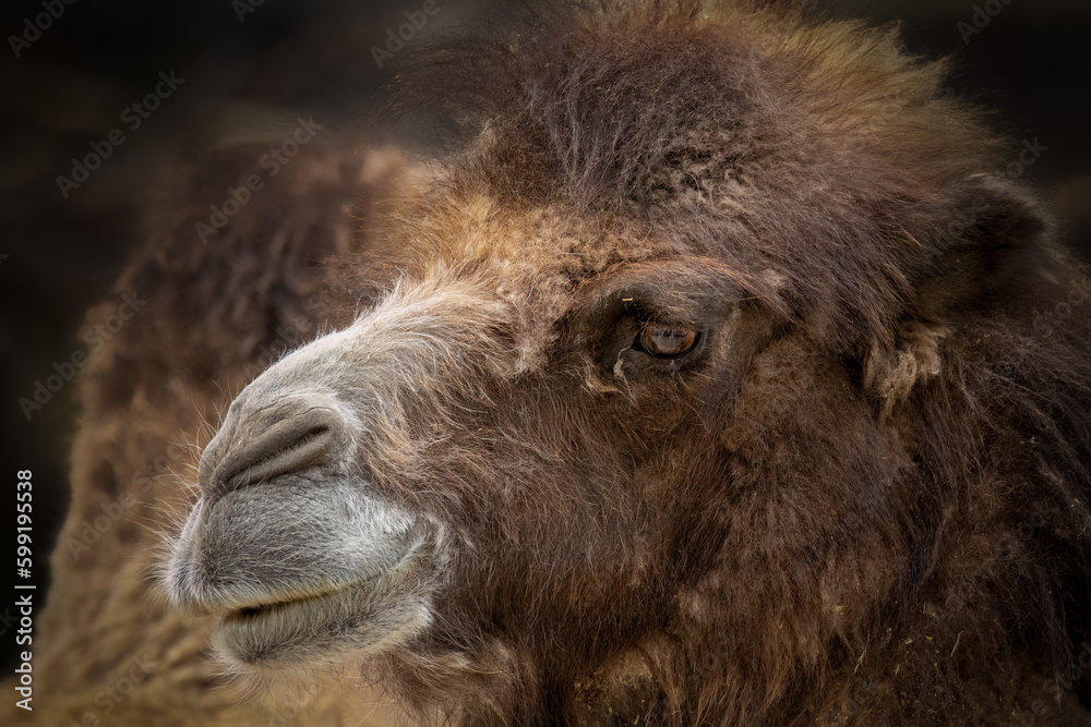 lose-up portrait of a camel
