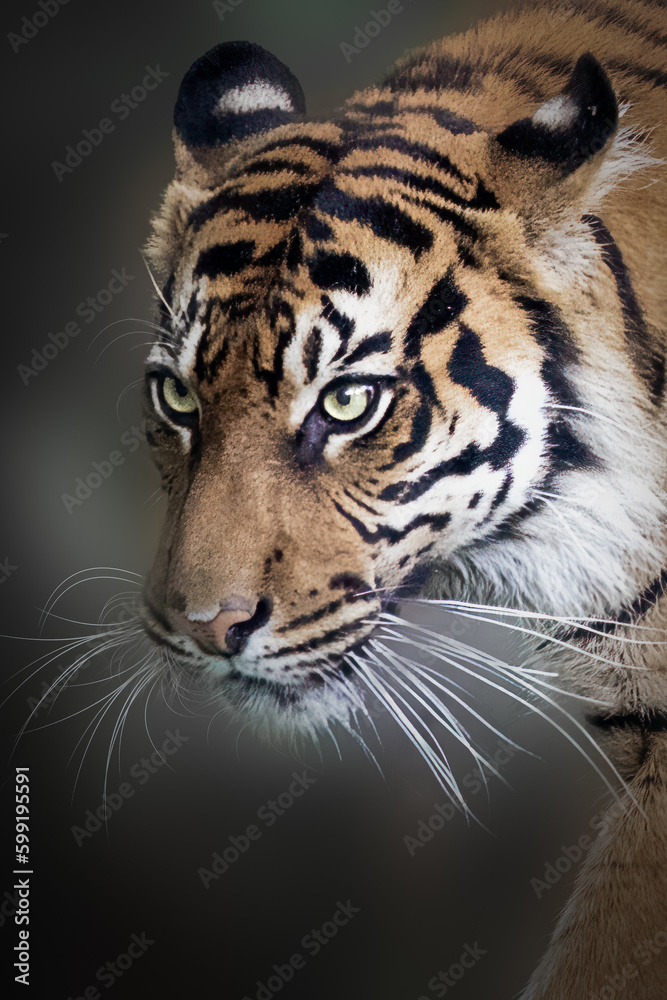 close-up portrait of a tiger on a black background