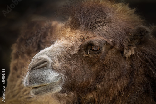 lose-up portrait of a camel