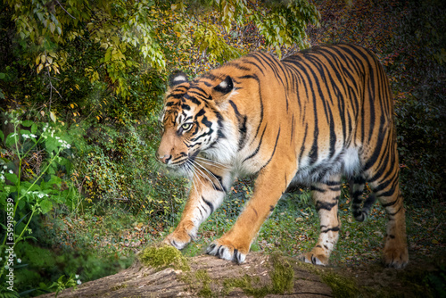 close-up of a tiger walking through a colorful forest