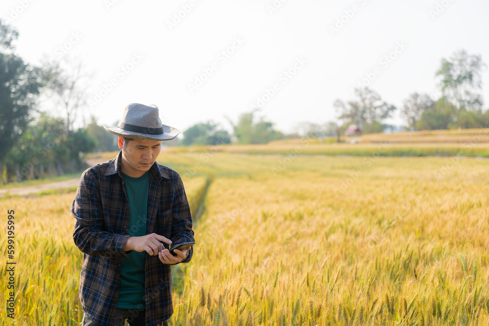 Asian male farmer holding smartphone while harvesting wheat Happy Caucasian cowboy farming under sky communication concept