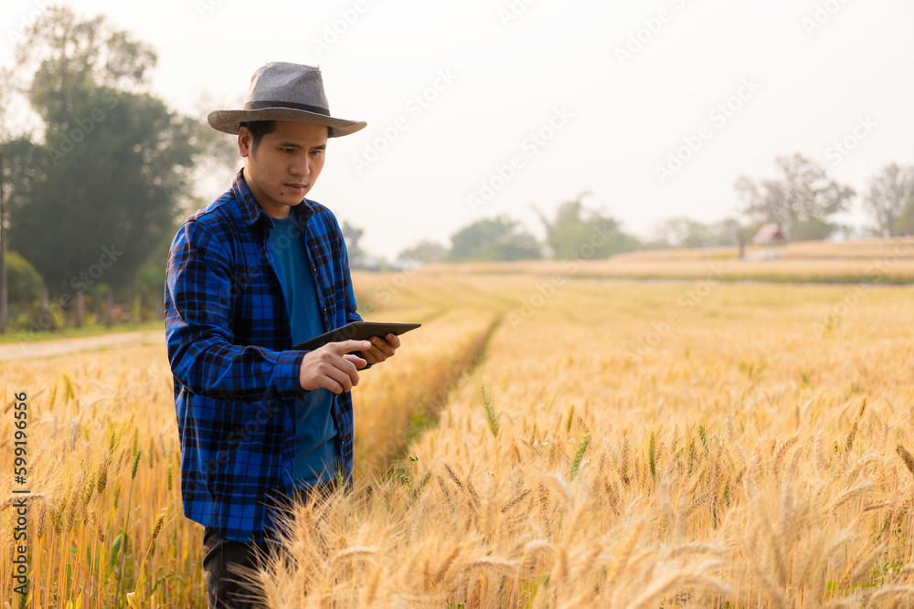 Smart asian farmer using modern digital technology using tablet in barley field A farmer monitors a grain field and sends data to the cloud from a tablet. farming concept Smart asian farmer using modern digital technology using tablet in barley field A farmer monitors a grain field and sends data to the cloud from a tablet. farming concept