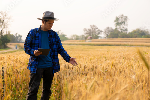 Smart asian farmer using modern digital technology using tablet in barley field A farmer monitors a grain field and sends data to the cloud from a tablet. farming concept