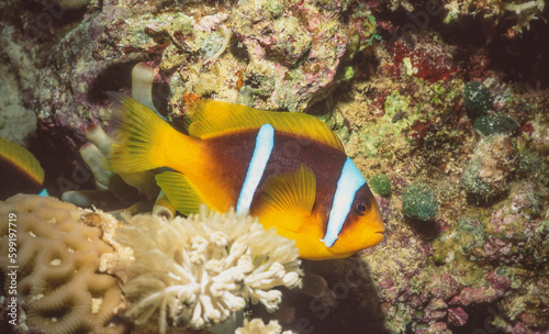 Two-Banded Anemonefish