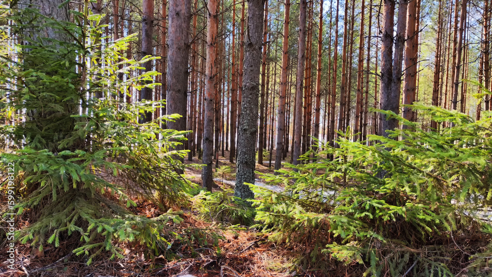 Obraz premium View of a forest lake through the slender trunks of pine trees on a sunny spring day. The ice where the sun shines. Landscape with Sun through trees and shadows