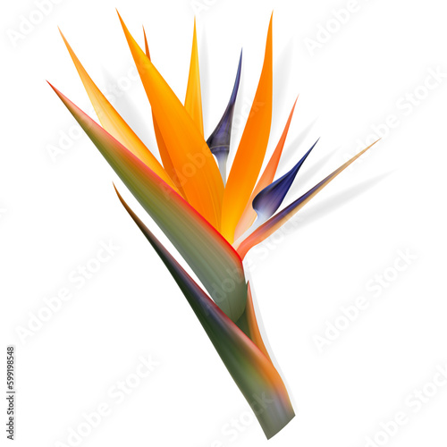 Strelitzia reginae flower, bird-of-paradise, crane flower. Isolated Exotics. Botanical illustration
