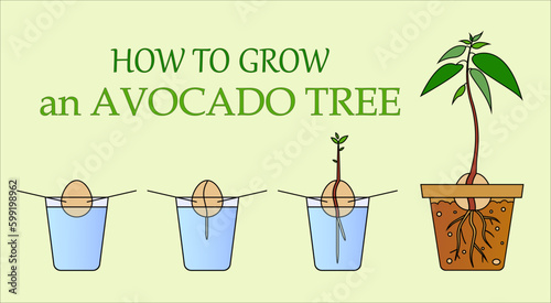 vector illustration stages of growing an avocado from a seed in a glass of water with toothpicks and the inscription how to grow an avocado tree