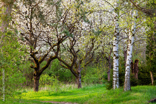 Springtime evening in forest