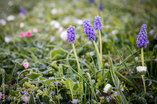 Muscari flowers in spring. Frosty and chilly morning