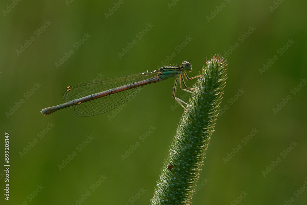 Blaue Federlibelle (Platycnemis pennipes) Weibchen
Blaue Federlibelle (Platycnemis pennipes) Weibchen