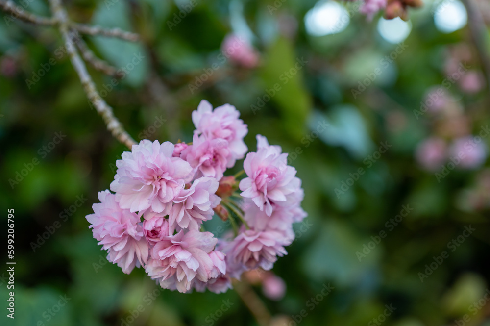 close up of a pink cherry tree , Sakura  flower