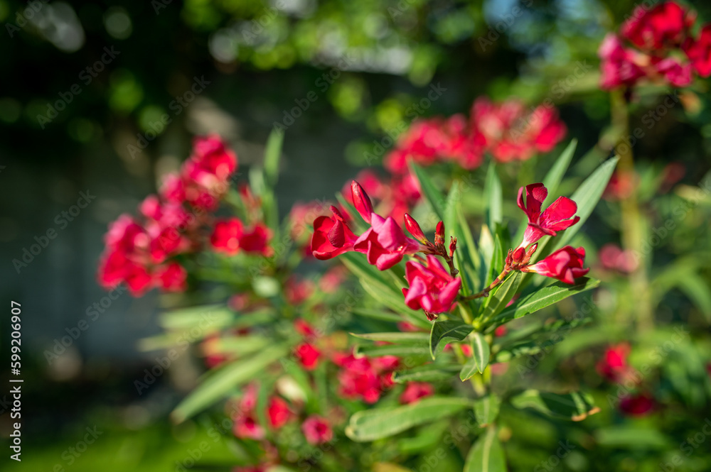 red Oleander flowers in the garden