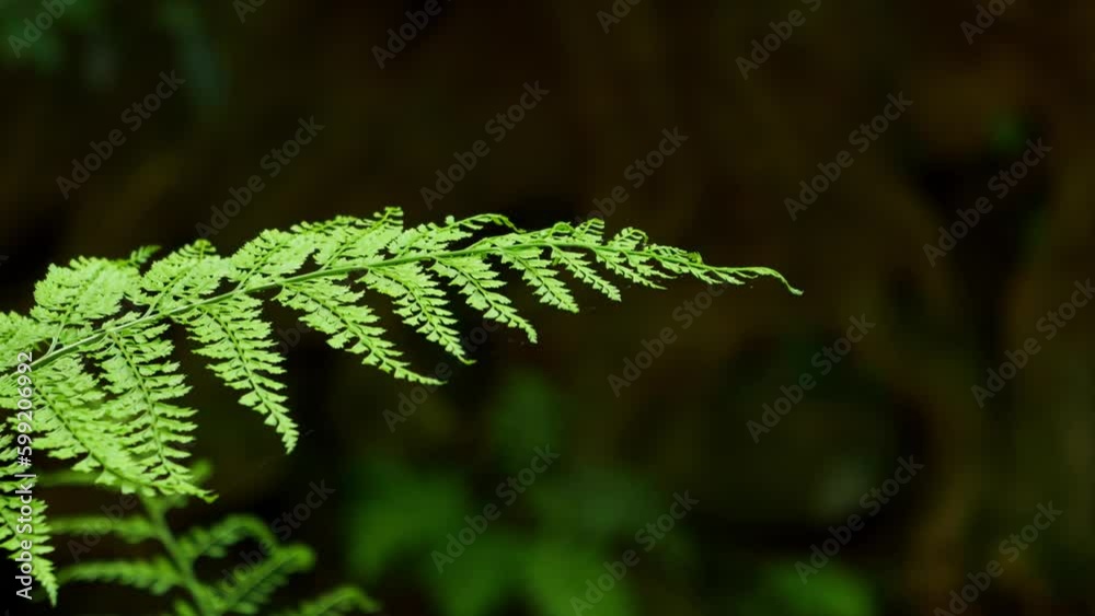 Ferns photographed in a remote forest Ferns photographed in a remote forest
