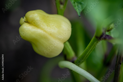 Green pepper on the plant in the garden