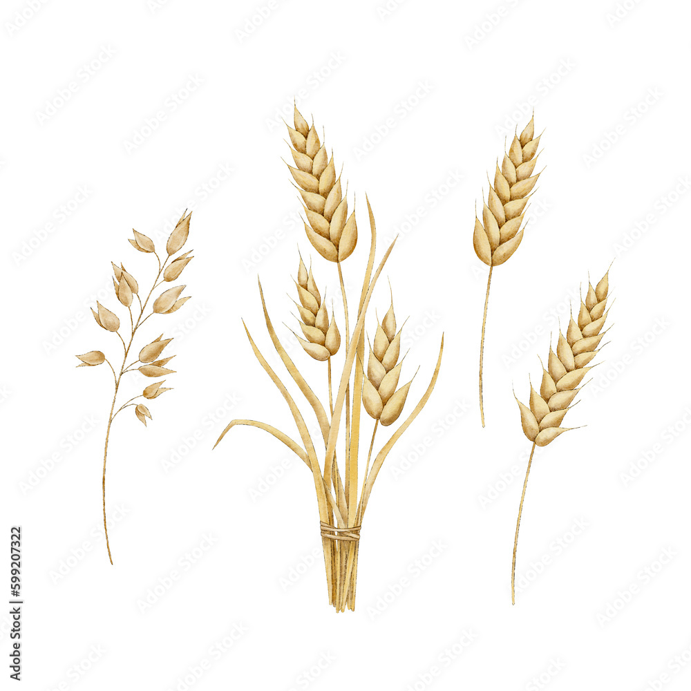 Spikelets of wheat, rye, barley, grains. Bunch of wheat and oats. Watercolor hand drawn illustration. Bakery collection of autumn wheat. Nature design elements for for packaging, label, web pages Spikelets of wheat, rye, barley, grains. Bunch of wheat and oats. Watercolor hand drawn illustration. Bakery collection of autumn wheat. Nature design elements for for packaging, label, web pages