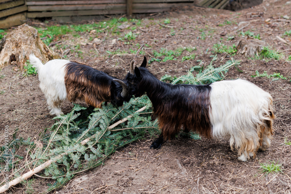 Welsh goat with large and sharp horns, a zoo with unusual animals, herbivores. Two funny goats poke each other with their horns Welsh goat with large and sharp horns, a zoo with unusual animals, herbivores. Two funny goats poke each other with their horns