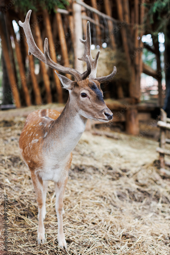 Red deer facing camera in summer nature. Wild animal with brown fur observing in forest Red deer facing camera in summer nature. Wild animal with brown fur observing in forest
