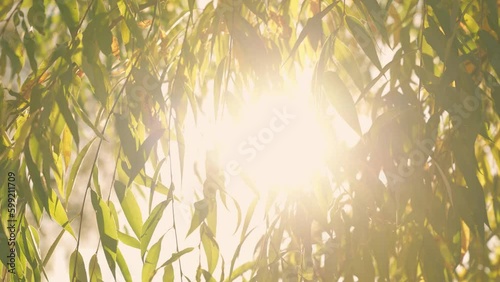 4k stock video footage of bright golden sunshine with sunrays and lens sun flares transparents through colorful autumn yellow and green leaves of willow tree. Natural abstract sunny background