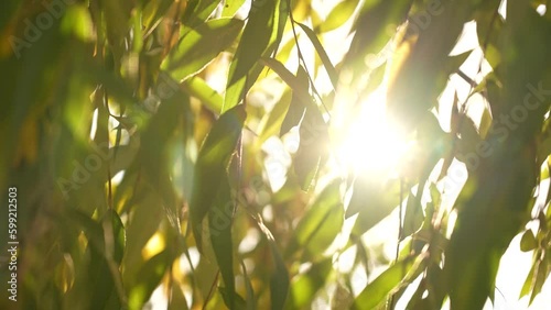 4k stock video footage of bright golden sunshine with sunrays and lens sun flares transparents through colorful autumn yellow and green leaves of willow tree. Natural abstract sunny background