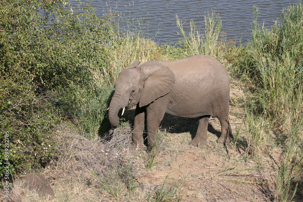 Fototapeta premium Afrikanischer Elefant / African elephant / Loxodonta africana