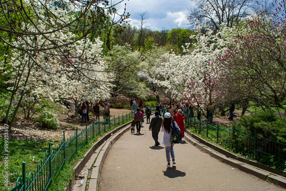 The flowering of magnolia in the botanical garden The flowering of magnolia in the botanical garden