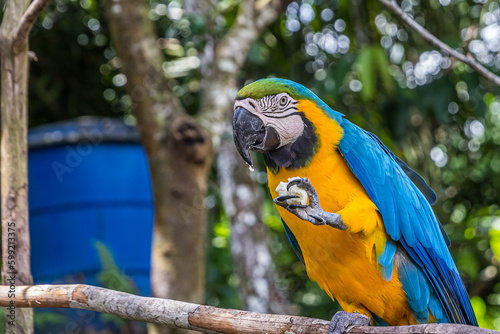 A macaw parrot holds a piece of bread in its clawed paw and eats it. The Ara ararauna (blue-and-yellow or blue-and-gold macaw) lives in the forest, woodland and savannah of tropical South America.