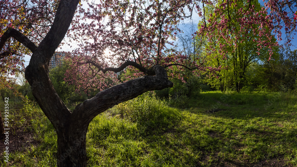 Pink cherry blossom, tree in green sunny spring garden with sun shining through branches Pink cherry blossom, tree in green sunny spring garden with sun shining through branches