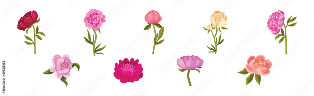 Colorful Peony Flower Buds on Green Stems with Showy Petals Vector Set Colorful Peony Flower Buds on Green Stems with Showy Petals Vector Set