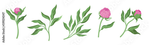 Pink Peony Flower Bud on Green Stems with Leaves Vector Set
