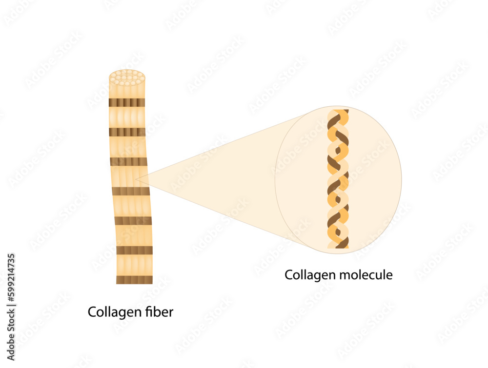 Collagen fibers. Collagen synthesis. From Amino acids, Peptides and
