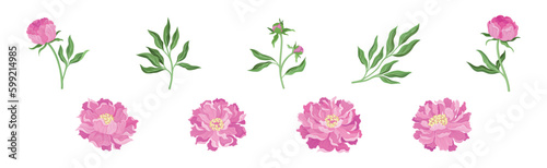 Pink Peony Flower Bud on Green Stems with Leaves Vector Set © Happypictures