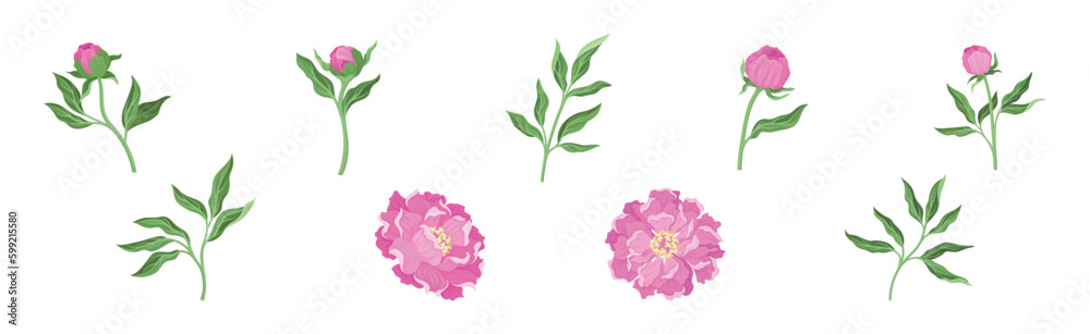 Pink Peony Flower Bud on Green Stems with Leaves Vector Set Pink Peony Flower Bud on Green Stems with Leaves Vector Set
