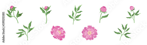 Pink Peony Flower Bud on Green Stems with Leaves Vector Set
