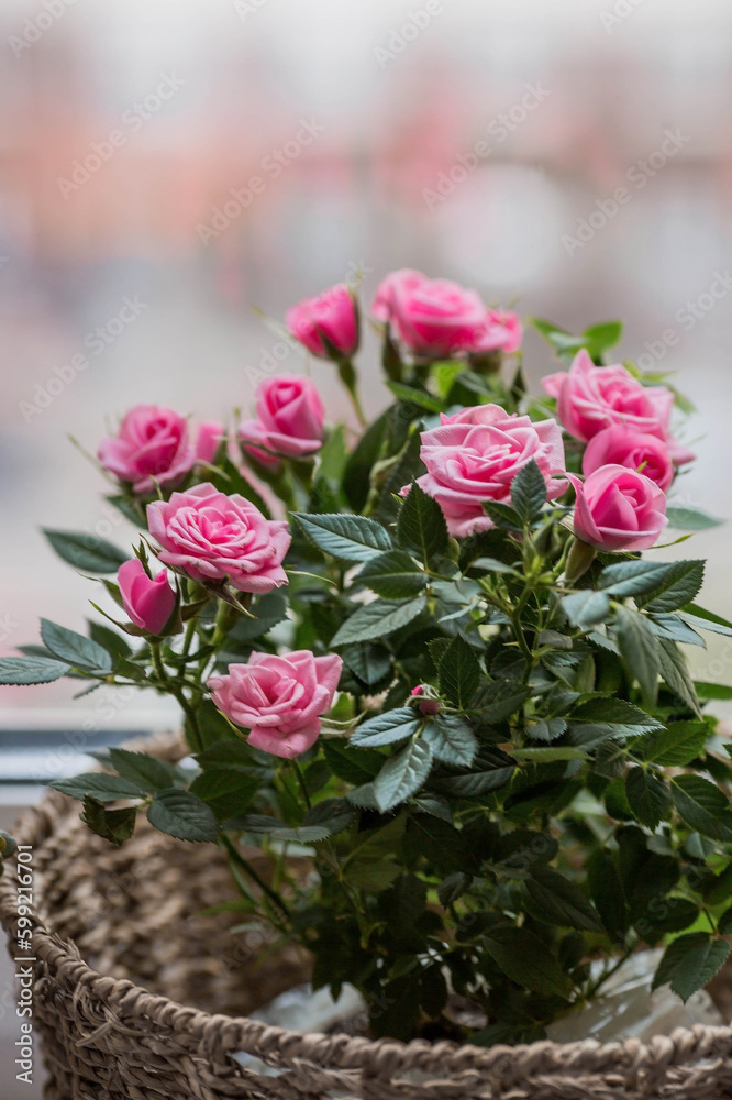 Fototapeta premium Care of home plants at home. Homemade flowers. Roses on the window in stylish wicker baskets. Growing plants.
