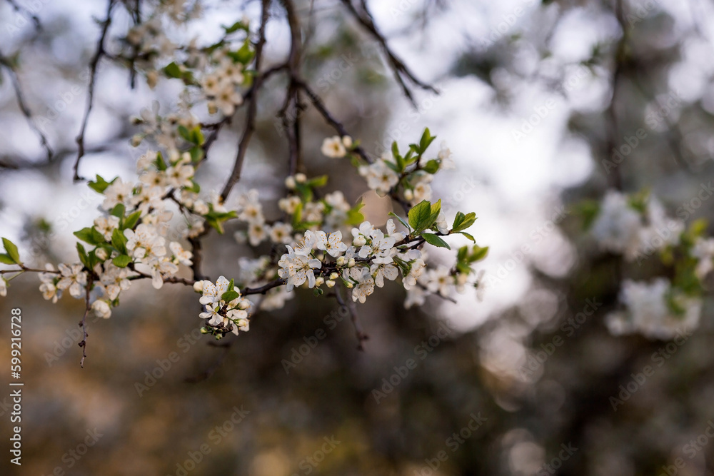 Cherry blossom in spring for background or copy space for text. Cherry blossom in spring for background or copy space for text.