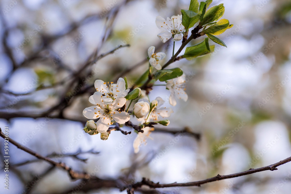 Cherry blossom in spring for background or copy space for text. Cherry blossom in spring for background or copy space for text.